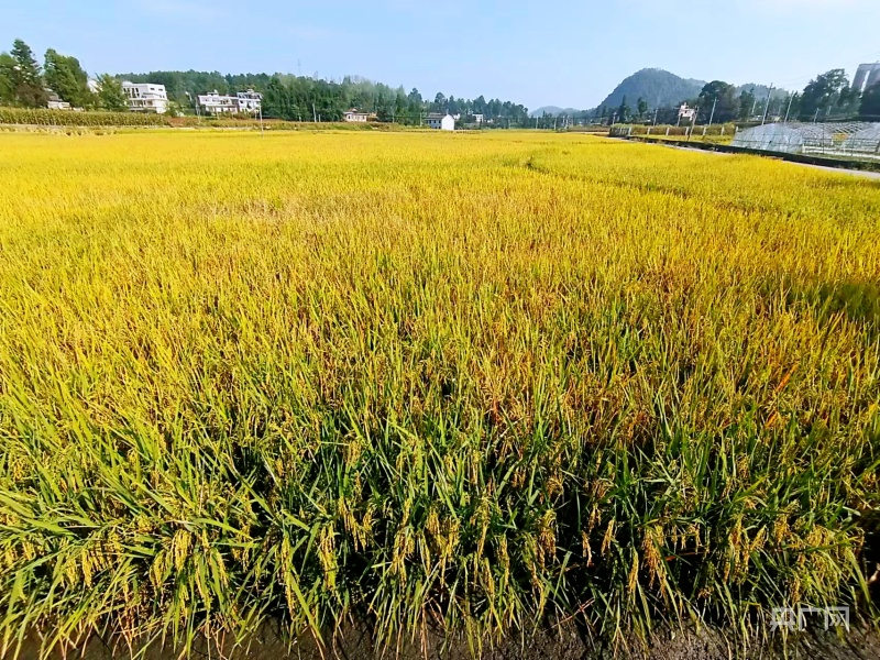 1694654260979955.png 圖片1.png